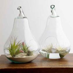 Pear Shaped Vase and Terrarium Under $80