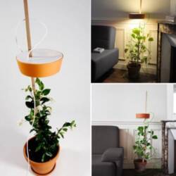 Tutoring Flowerpot and Lamp Are Two Peas in a Pod