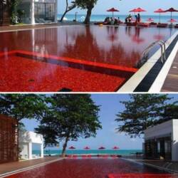 Blood-red pool