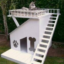 amazing dog house