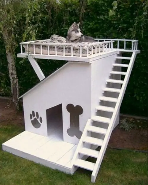 amazing dog house