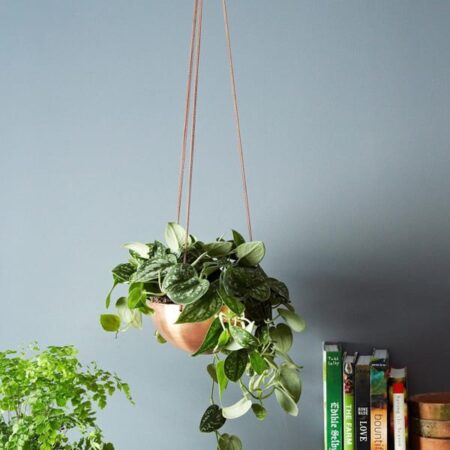 Hanging Planters For Your Home