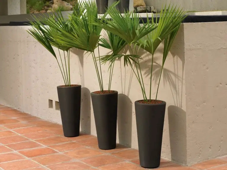 contemporary black plant holders