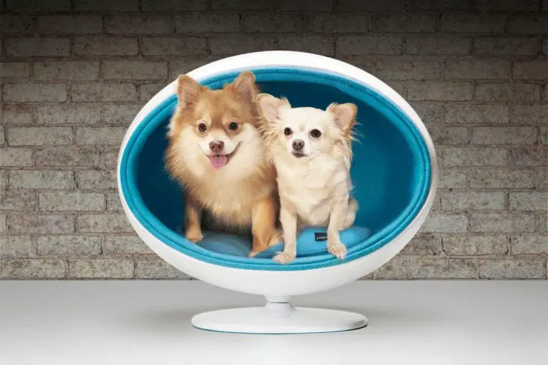 10 Crazy Pet Dog Bed Designs that are Fun and Stylish (with Pictures)