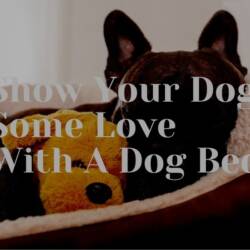 Show Your Dog Some Love With A Dog Bed
