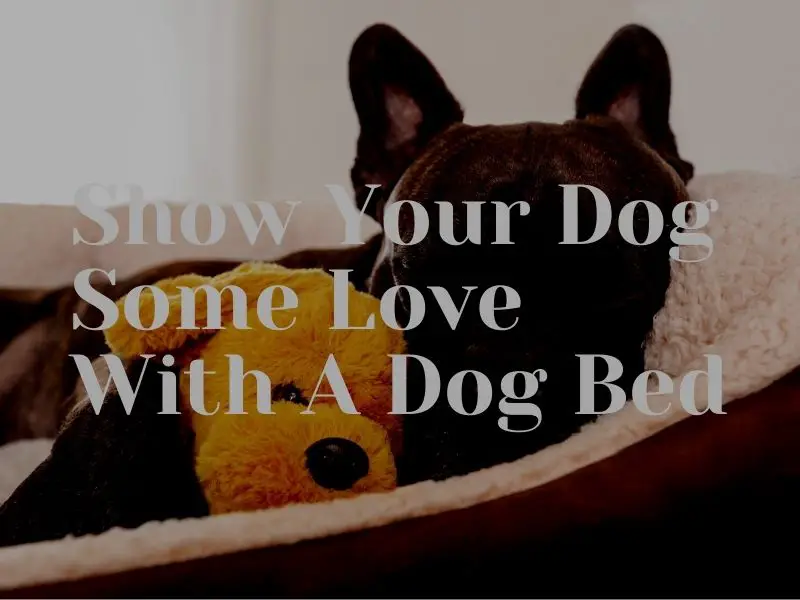 Show Your Dog Some Love With A Dog Bed