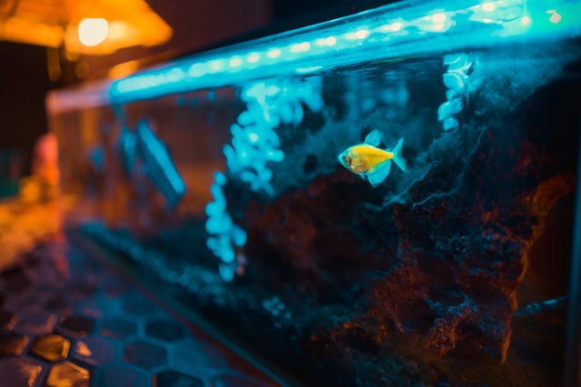 5 Ideas For A Fish Tank In Your Bedroom