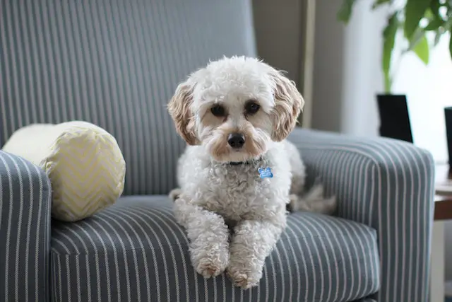 A dog sitting in a chair