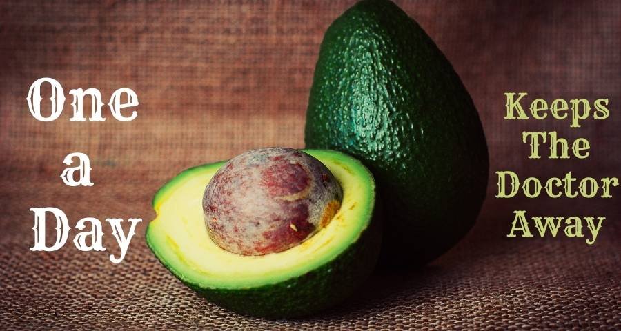 One a day avocado for excellent health benefits